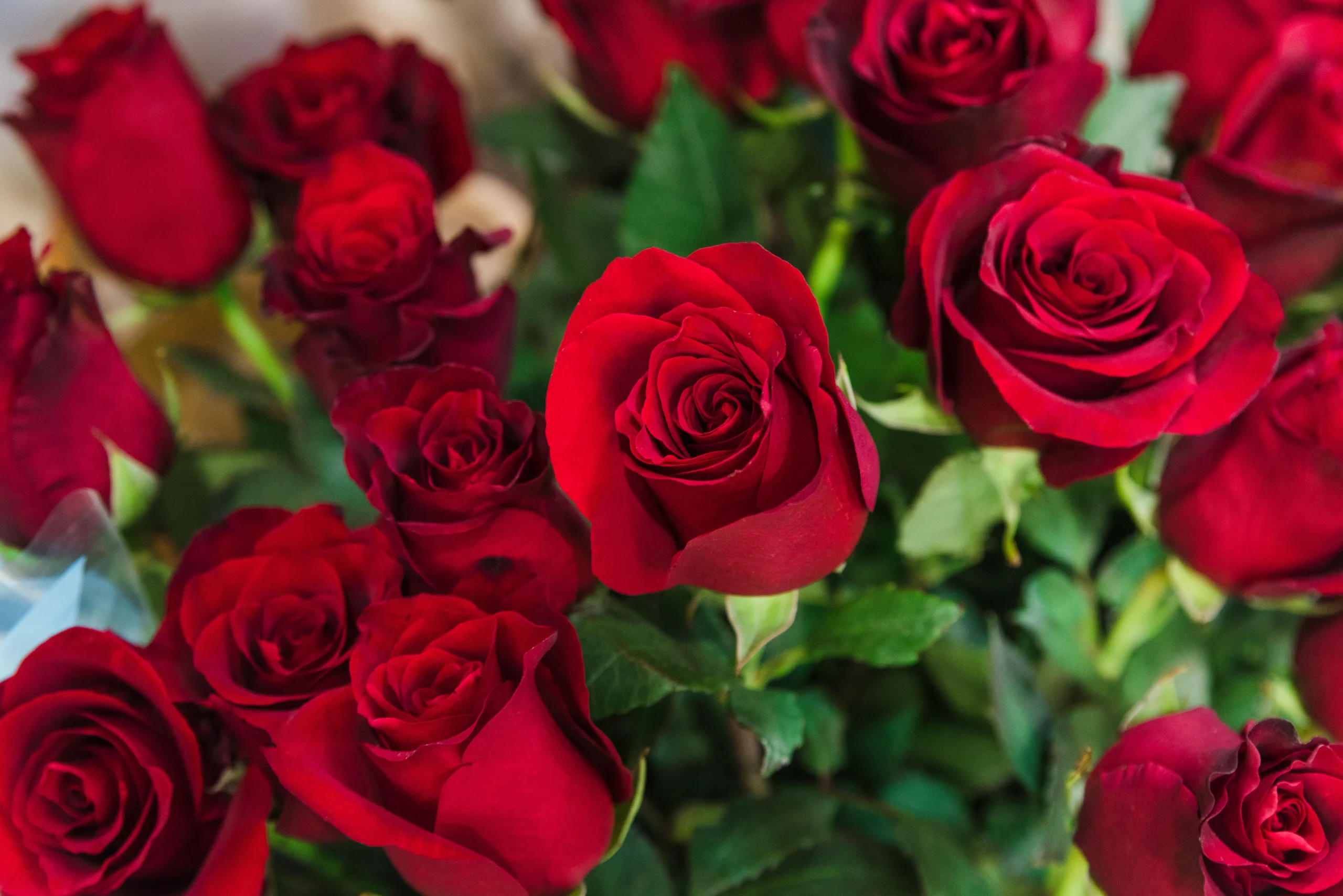 Red roses for an anniversary