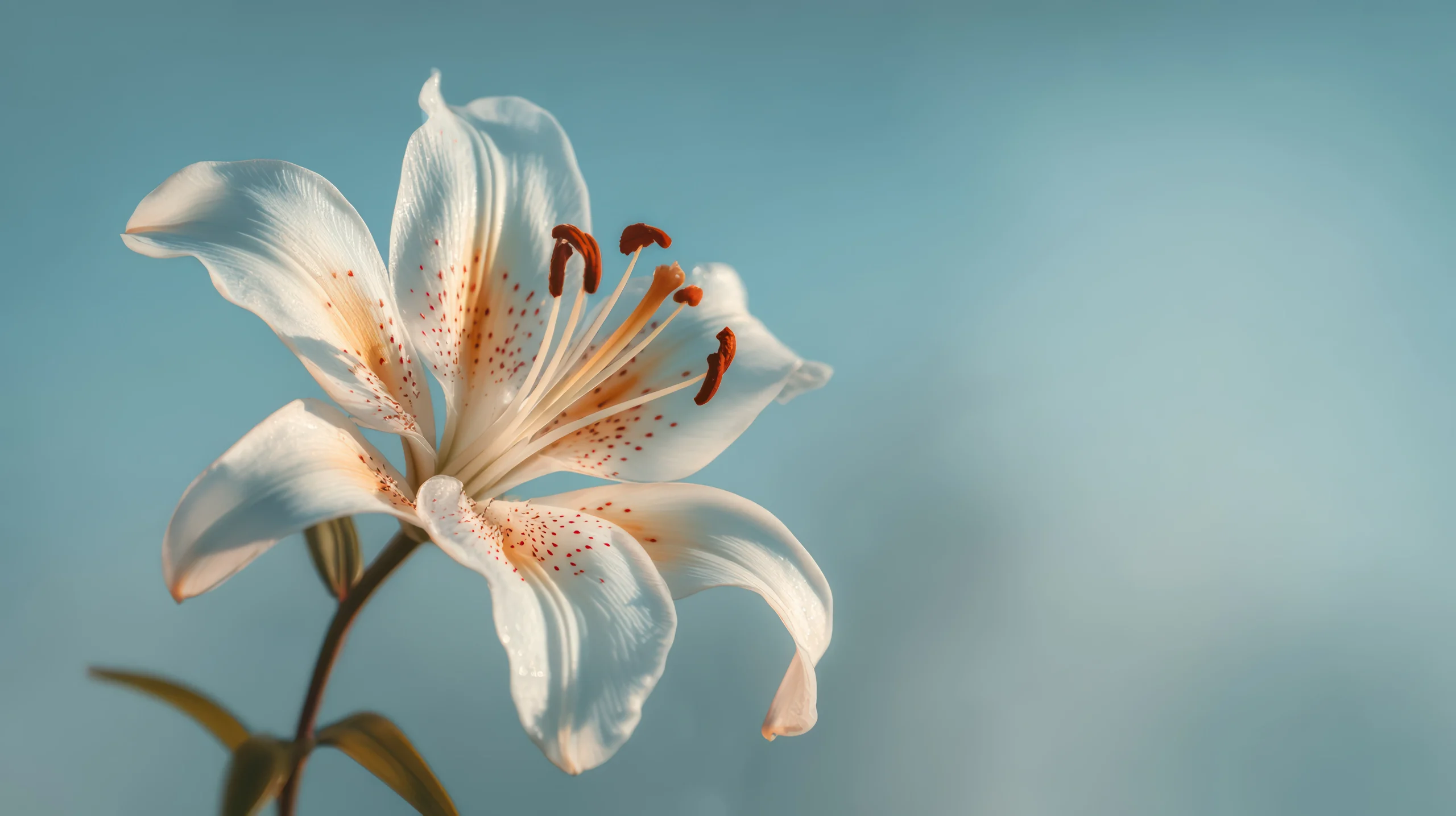 White lily sympathy flower